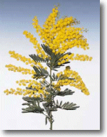 mimosa7.gif (20836 byte)